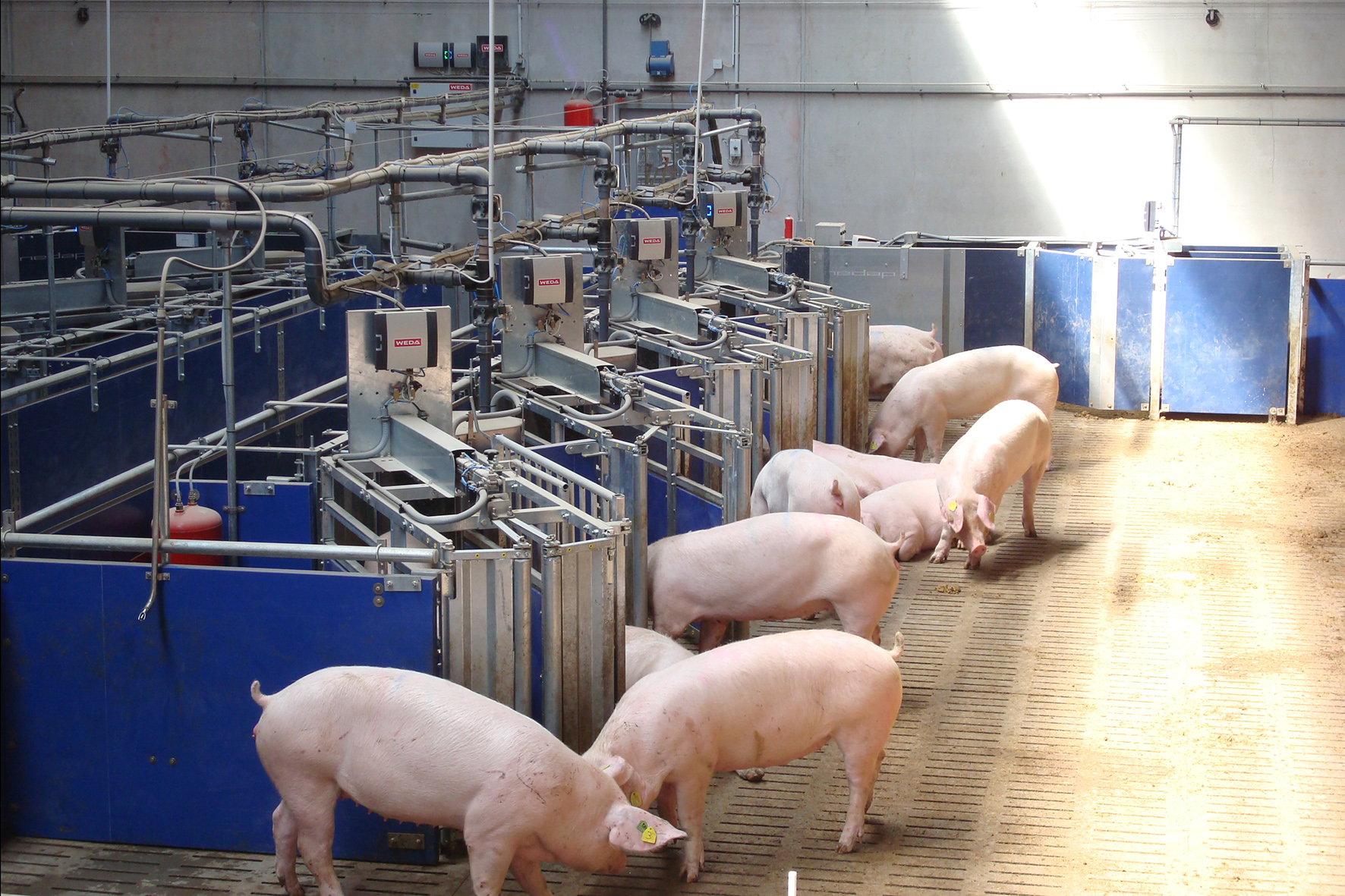 Сдам свинью. Свинарники для хряков – производителей. Моцион свиней. Система кормления свиней.